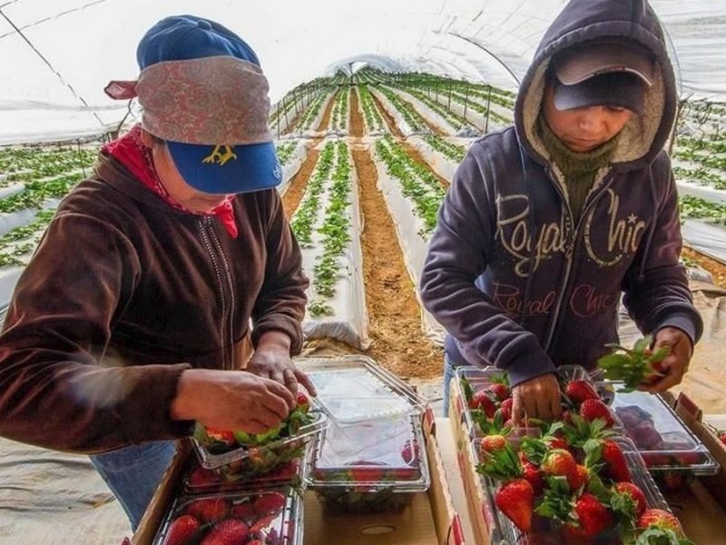 Preocupa a IP criterio de estacionalidad de EU para aplicar arancel a fresas mexicanas