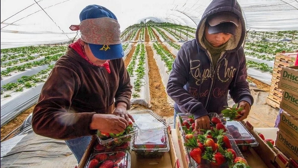 Fresas