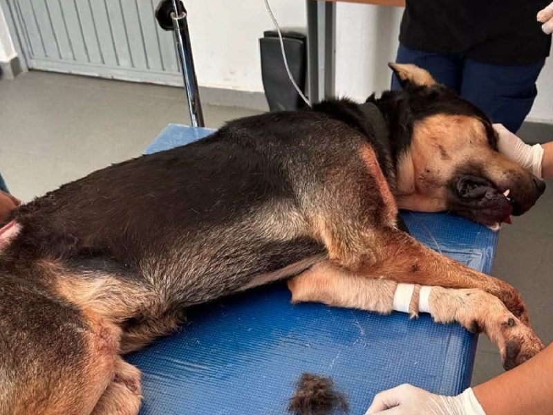 Investiga Fiscalía lesiones a Negrito; el perro continúa bajo atención médica