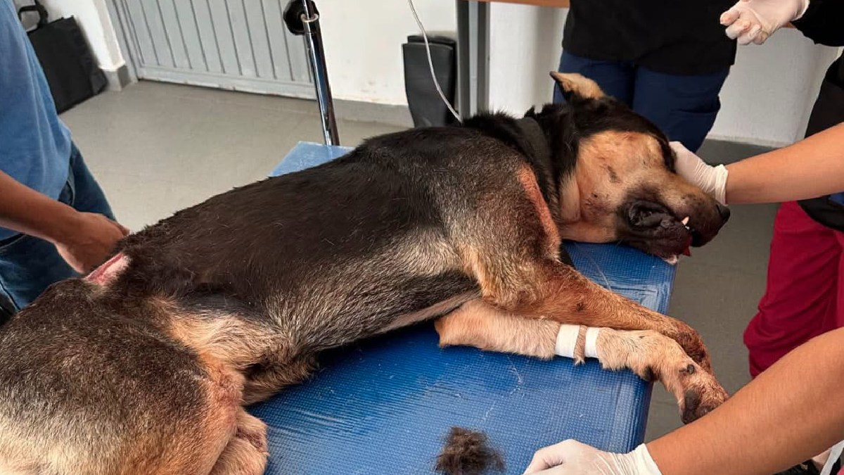 Negrito perro atacado en Irapuato