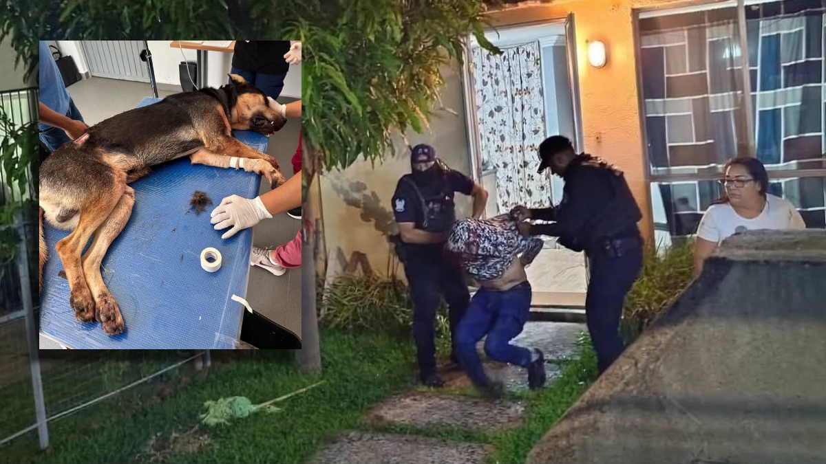 Perro machete Irapuato