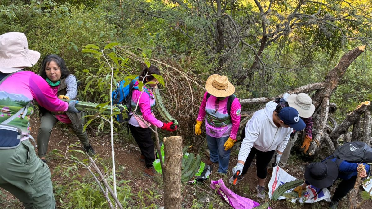 Rescate de garambullo en Guanajuato capital