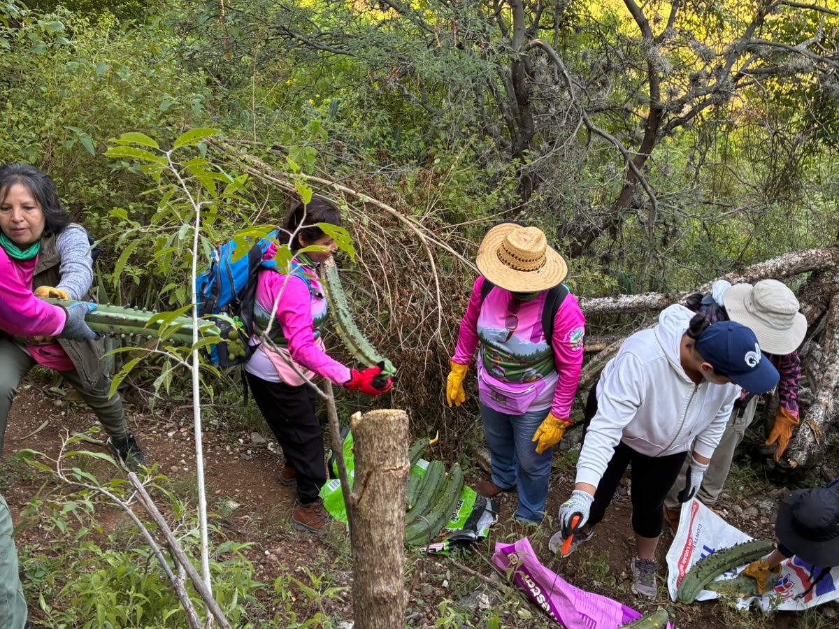 Rescatan en Guanajuato restos de garambullos centenarios talados; denunciarán ante PROFEPA
