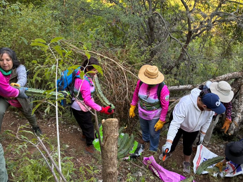 Rescate de garambullo en Guanajuato capital