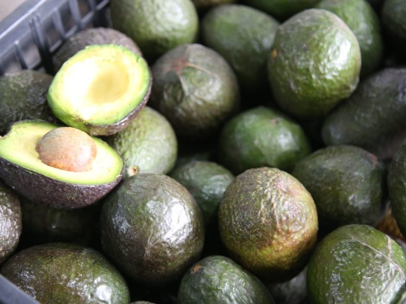 Piden aplicar aranceles al aguacate mexicano; Sheinbaum busca destrabar exportación