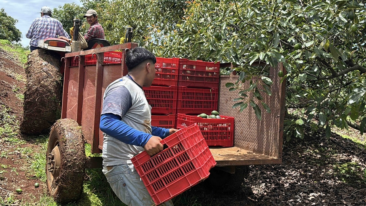 Zona aguacatera en Michoacán