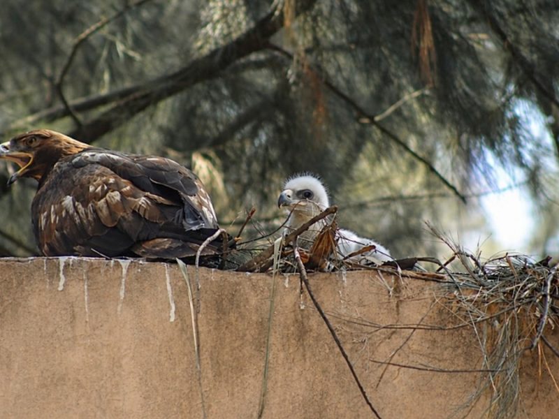 Nacen 29 ejemplares en lapso de tres meses en el Zoológico de León y mueren otros 19