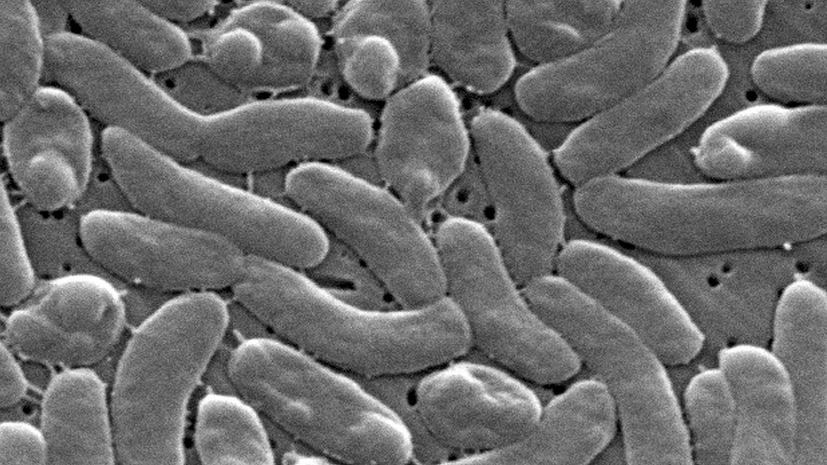 bacteria carnívora