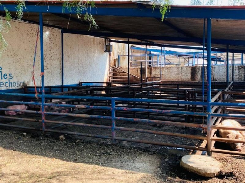 Alerta sospecha de clembuterol en rastro de Purísima; Gobierno lo descarta