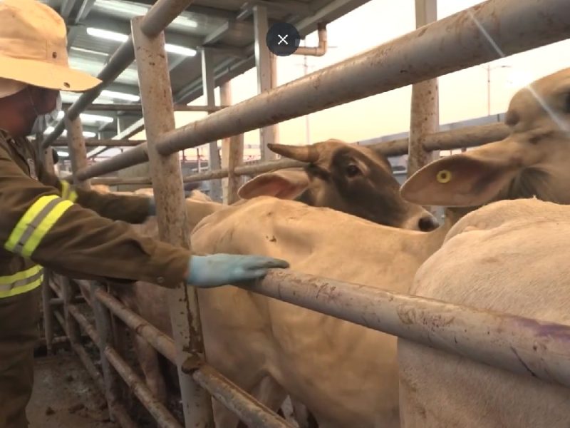Reanuda México exportación de ganado a EU vía Agua Prieta tras un año de pausa