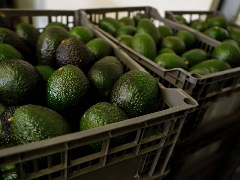 Alimentos mexicanos en la mira de EU: lechuga, aguacate y jalapeño sufren alertas