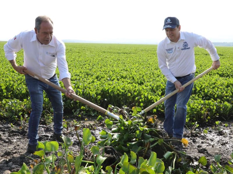 Guanajuato: Lluvias y granizadas dañan 9 mil hectáreas de cultivos en 4 municipios
