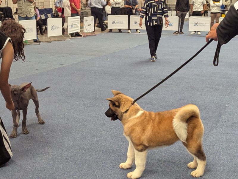 De razas únicas a perros de belleza: Disfruta la Exposición Canina en Irapuato