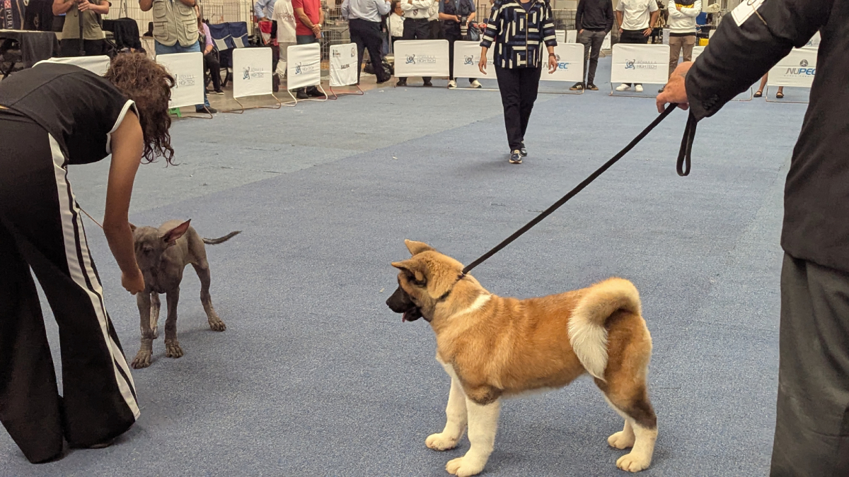 Irapuato perros