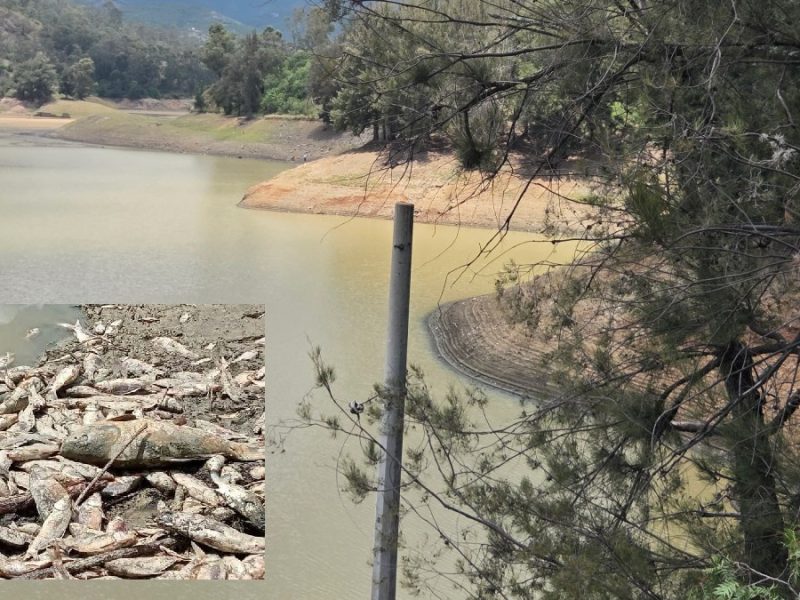 Mueren dos mil peces en la presa La Soledad por fuga y desfogue