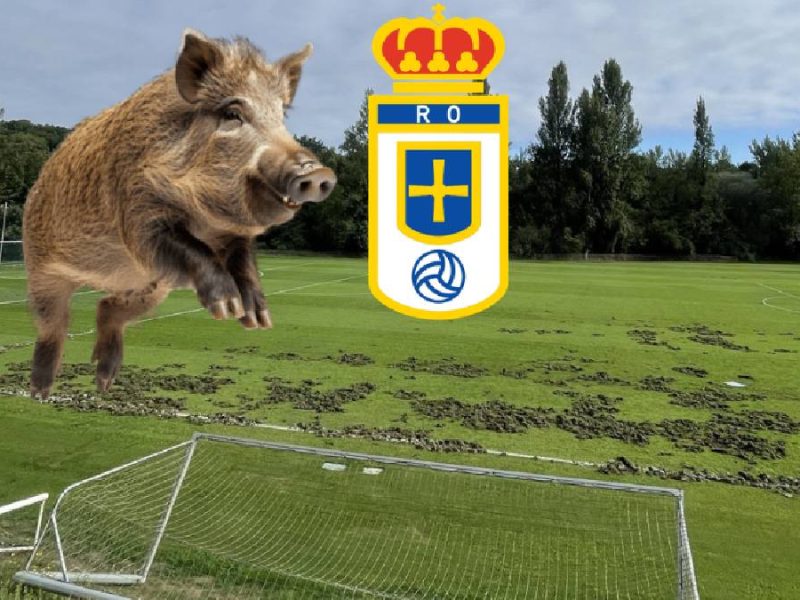 Real Oviedo sufre la destrucción de sus campos de entrenamiento por una manada de jabalíes 