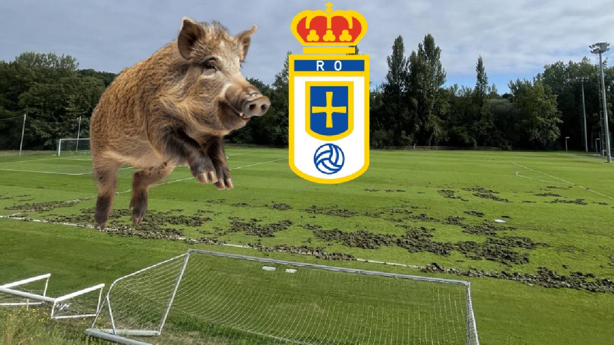 Real Oviedo sufre la destrucción de sus campos de entrenamiento por una manada de jabalíes - Foto: Aser Deportivos.