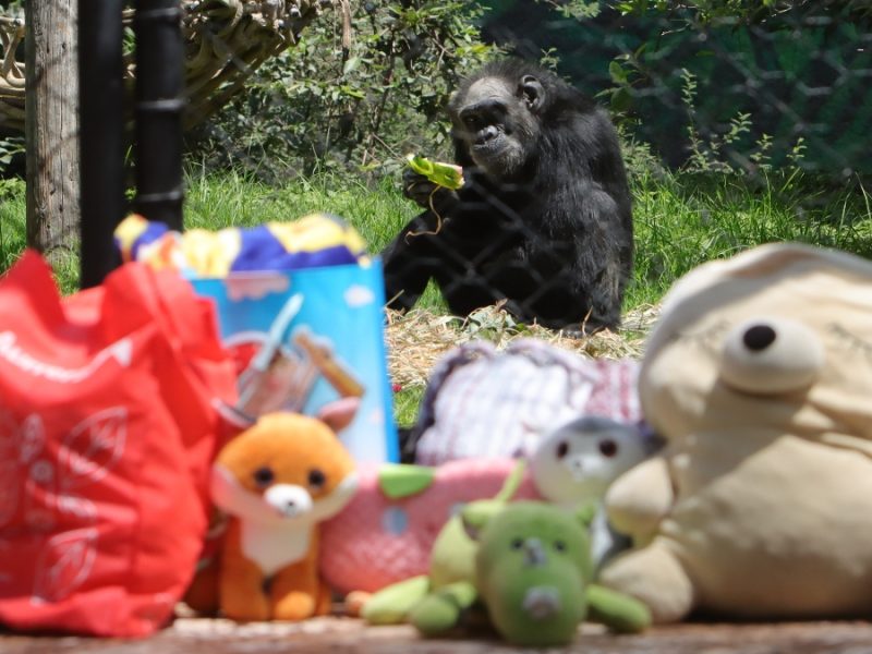 Un cumple inolvidable en el Zoo León: Así festejan los 52 años de Charly