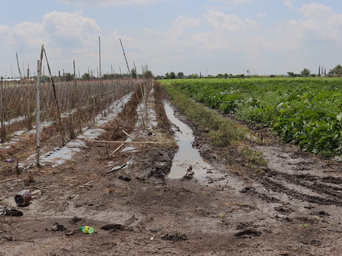 Daños al campo en 2026 ya superan los de 2025… y todavía falta el ‘Super Niño’