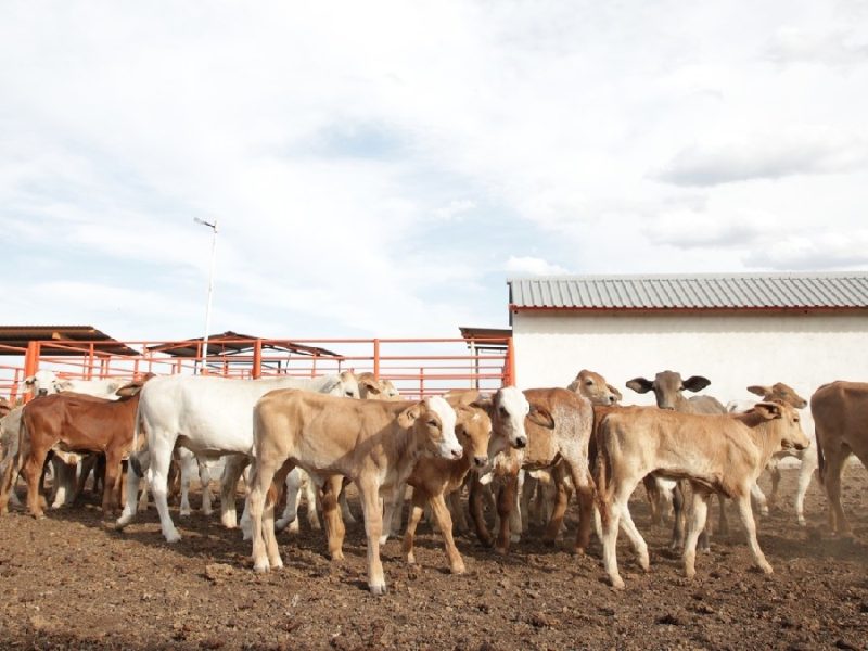 Reabren exportación de ganado de Chihuahua a Estados Unidos tras 14 meses de freno