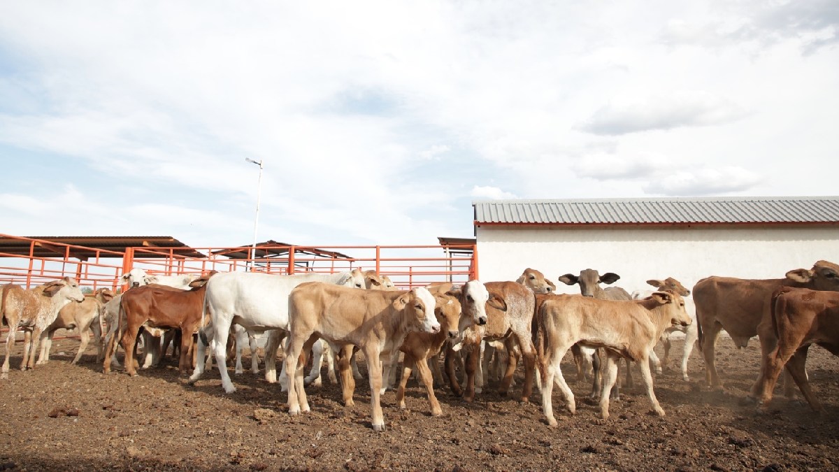 Exportación de ganado Chihuahua