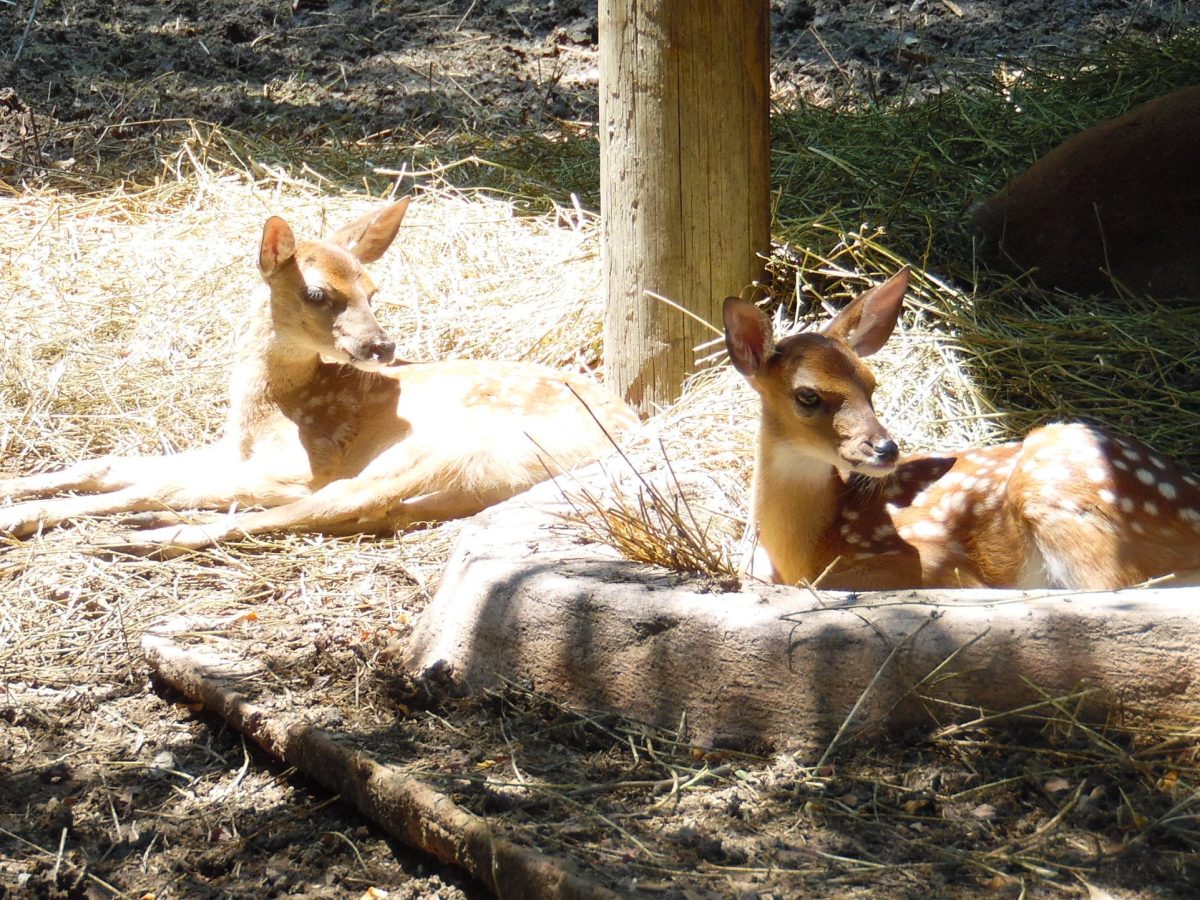 ¡Como Bambi! Nacen cinco cervatillos de venado cola blanca en el Zoológico de Irapuato