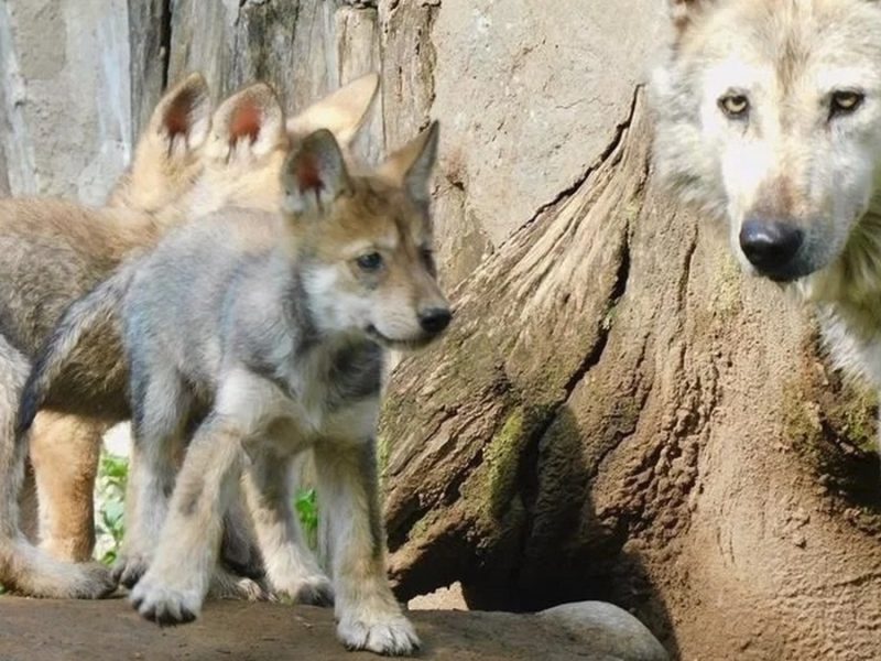 Cuestiona Sheinbaum que Trump trate de retirar protección al lobo mexicano en EU