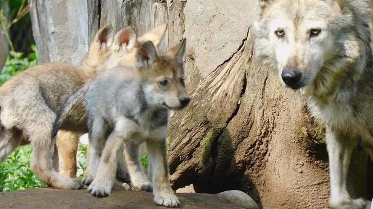Lobo mexicano