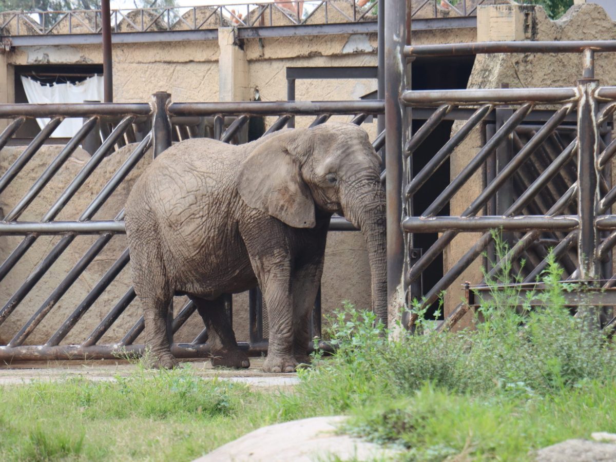 El 25% de animales en el Zoológico de León son ancianos y requieren cuidados
