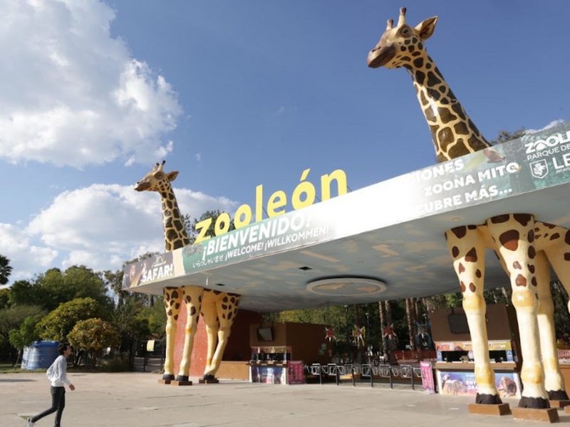 Muere otro ejemplar en el Zoológico de León; ahora una jirafa llamada Mayra de 4 años