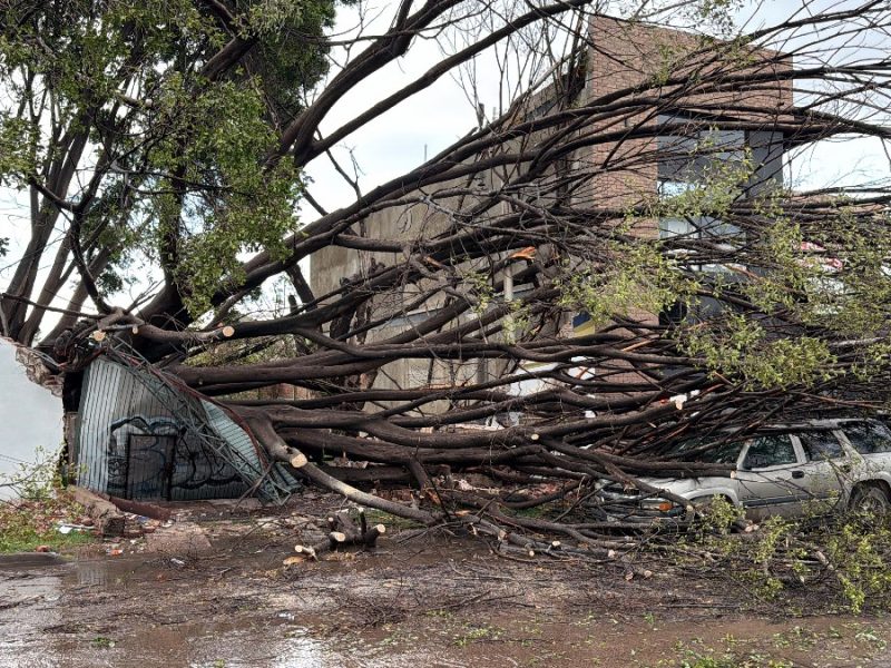 Cae árbol en bulevar Camino a Ibarrilla en León; aplasta camioneta y barda de escuela