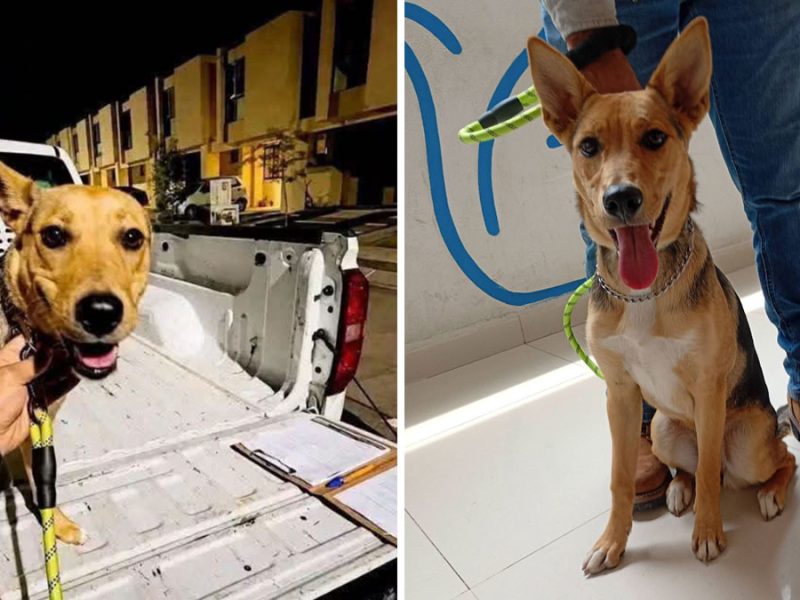 León: Solo 324 multas por maltrato animal en 5 años pese a recibir 12 mil denuncias