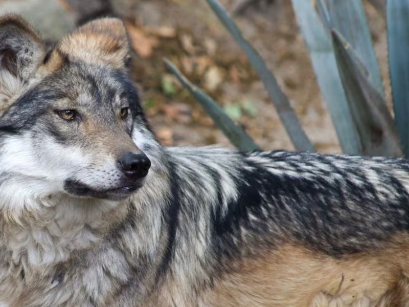 Trump ordena eliminar conservación del lobo gris mexicano; busca apoyar a ganaderos de EU