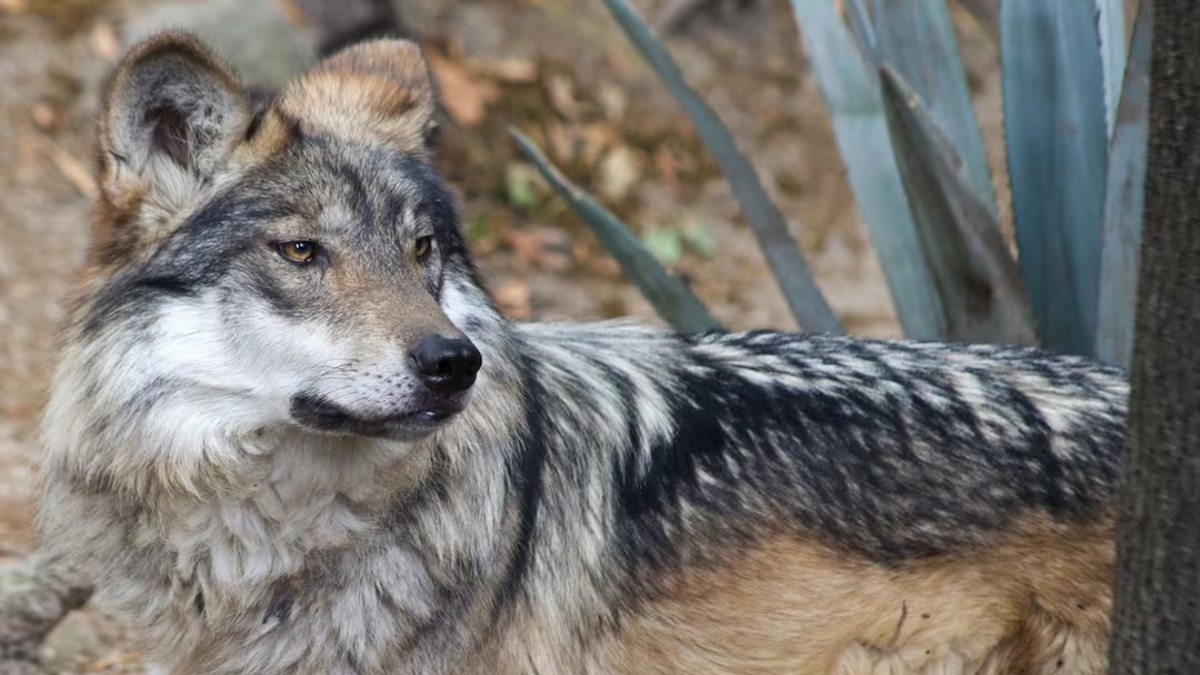 lobo gris mexicano Trump