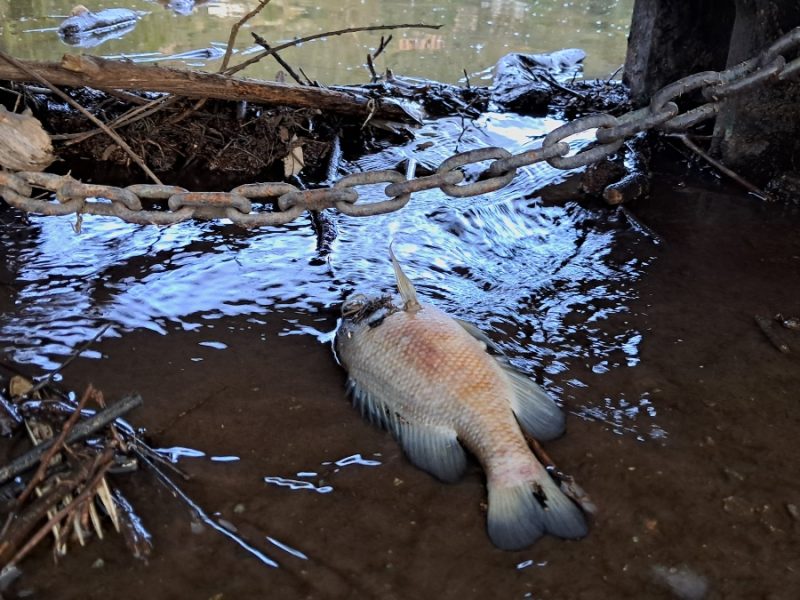 ¿Qué sucede en la presa de la Olla? Analizan calidad de agua por muerte de peces