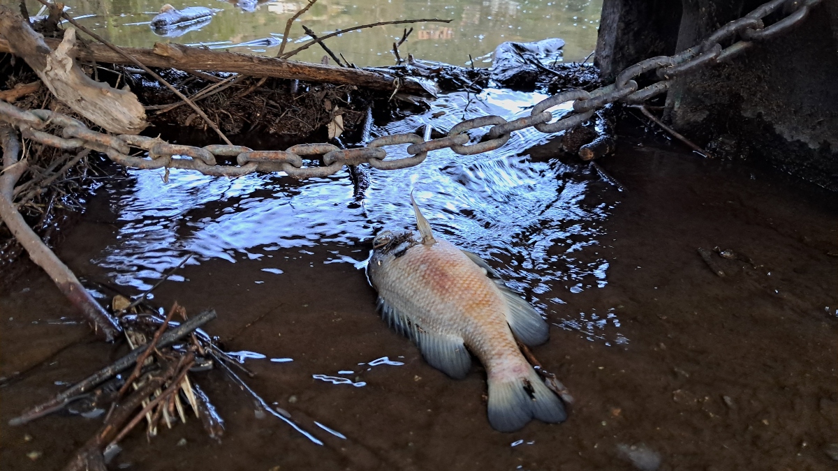 peces muertos presa de la Olla