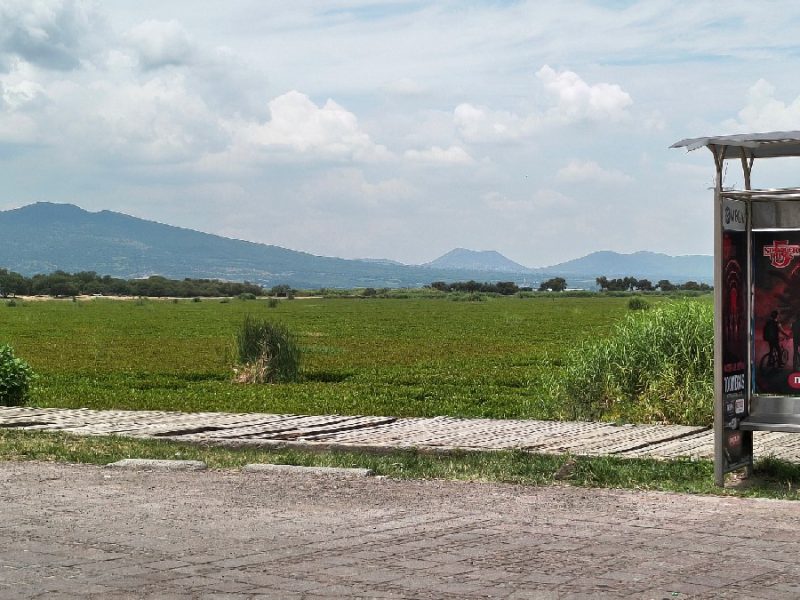 Pedirá Libia apoyo a Claudia Sheinbaum para combatir el lirio en la laguna de Yuriria