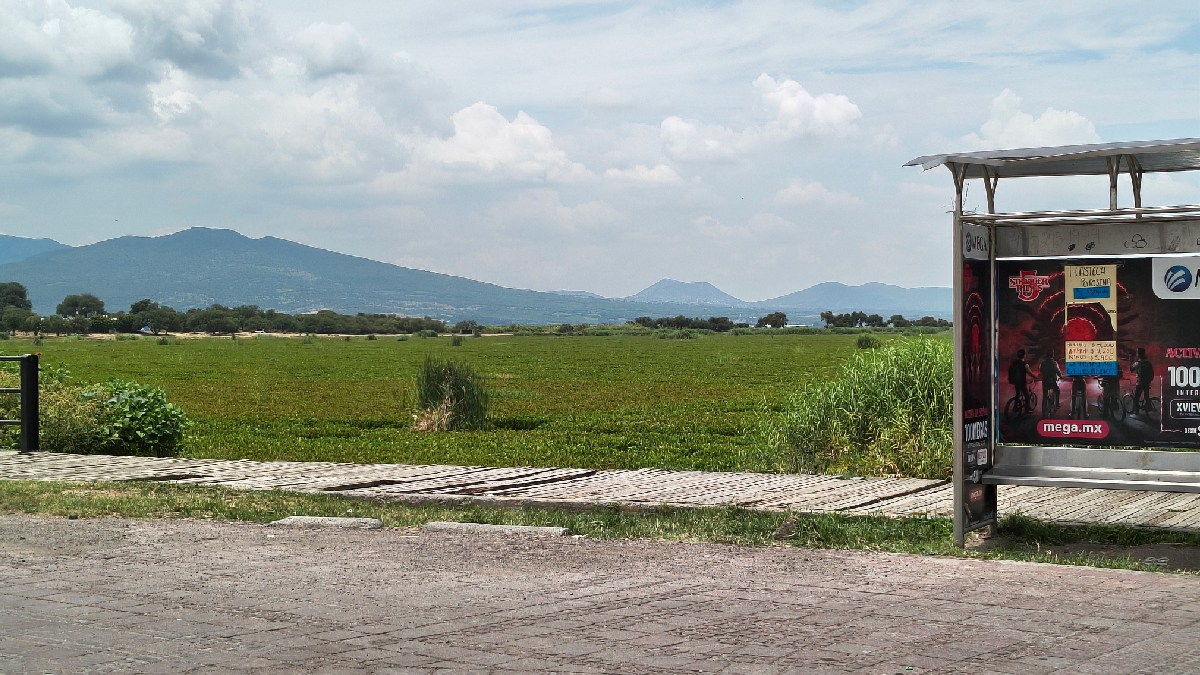 plaga lirio Laguna de Yuriria