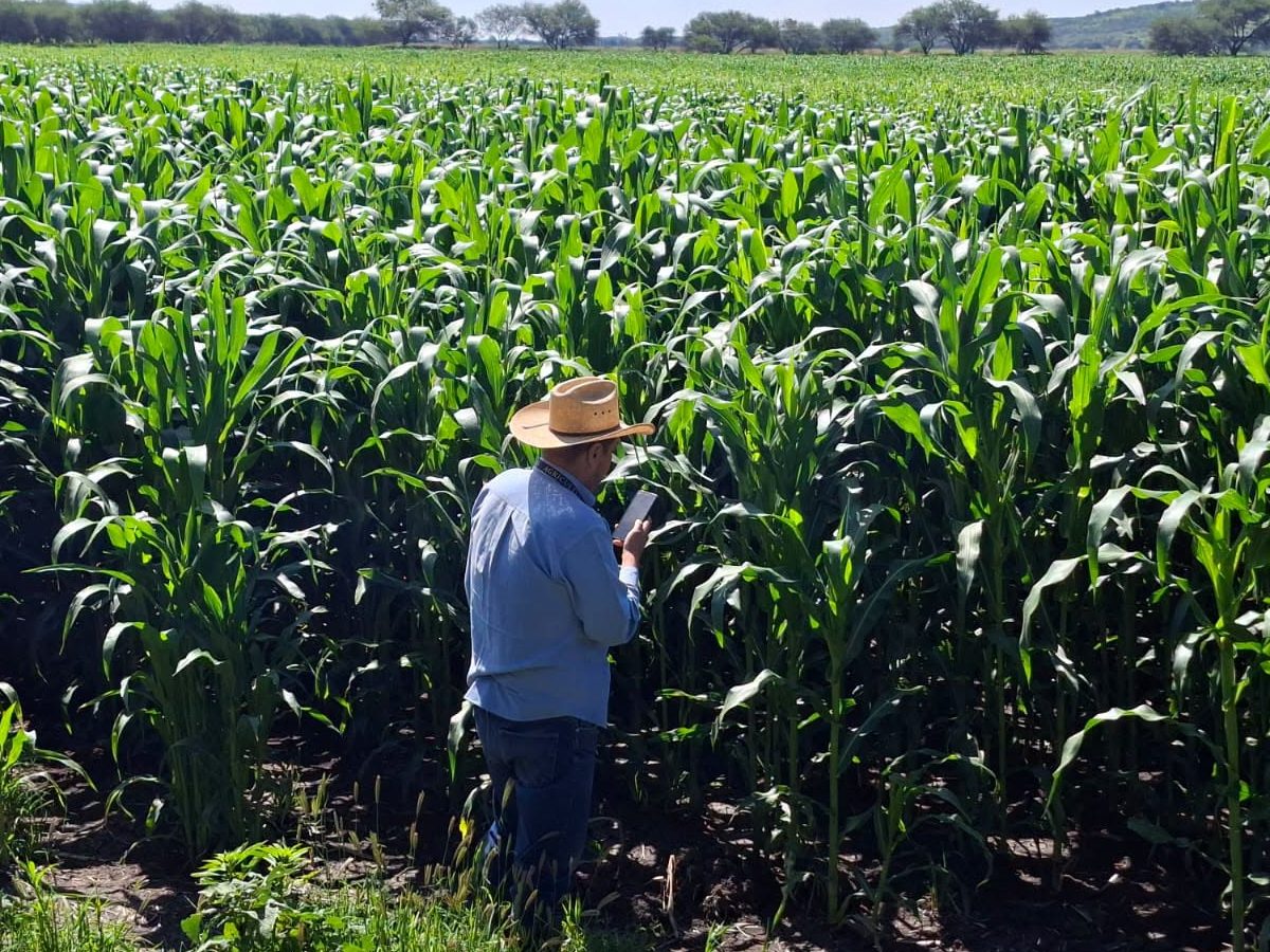 Granizadas y sequía dañan más de 39 mil hectáreas de maíz en 5 municipios de Guanajuato