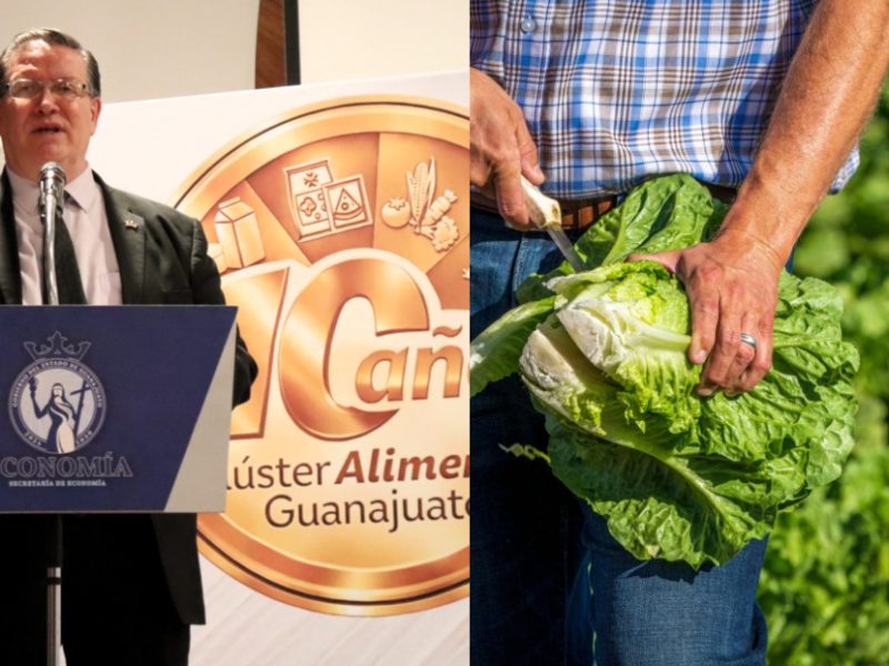 Lechugas de Guanajuato