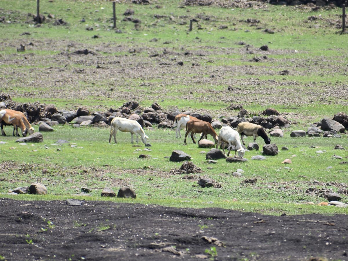 Suben costos para ganaderos de Moroleón y Uriangato por sequía y gusano barrenador 