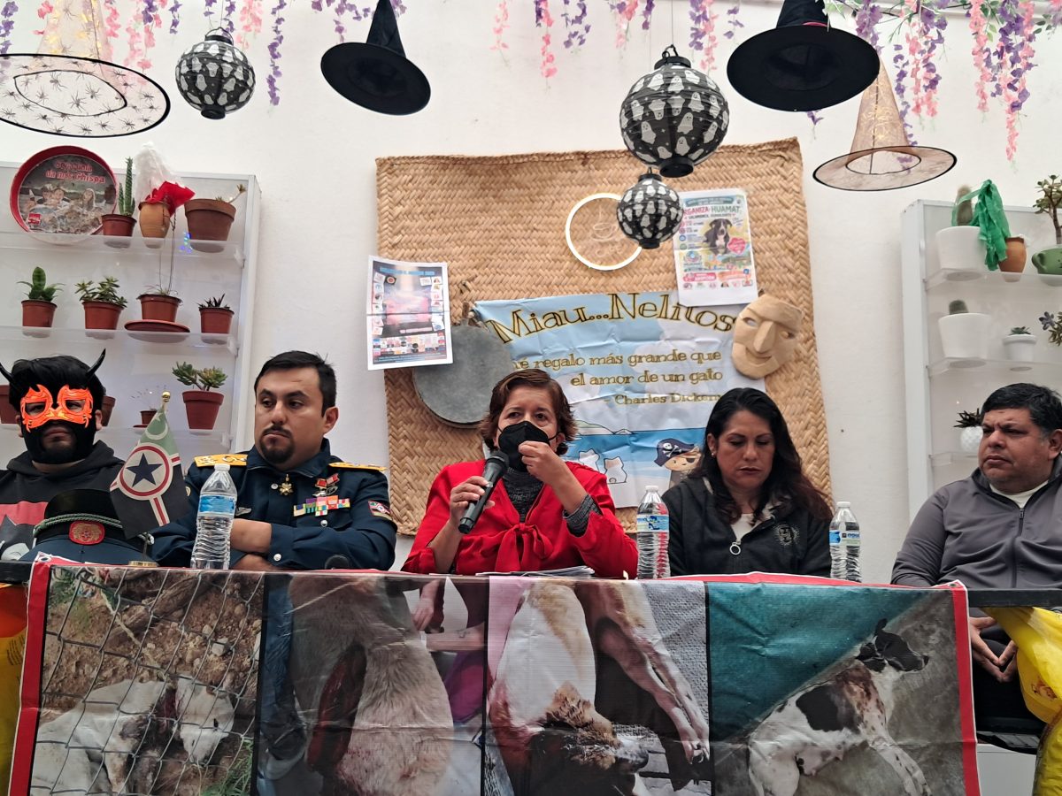 Abandono de animales satura albergues en Salamanca; denuncian repunte del 300%