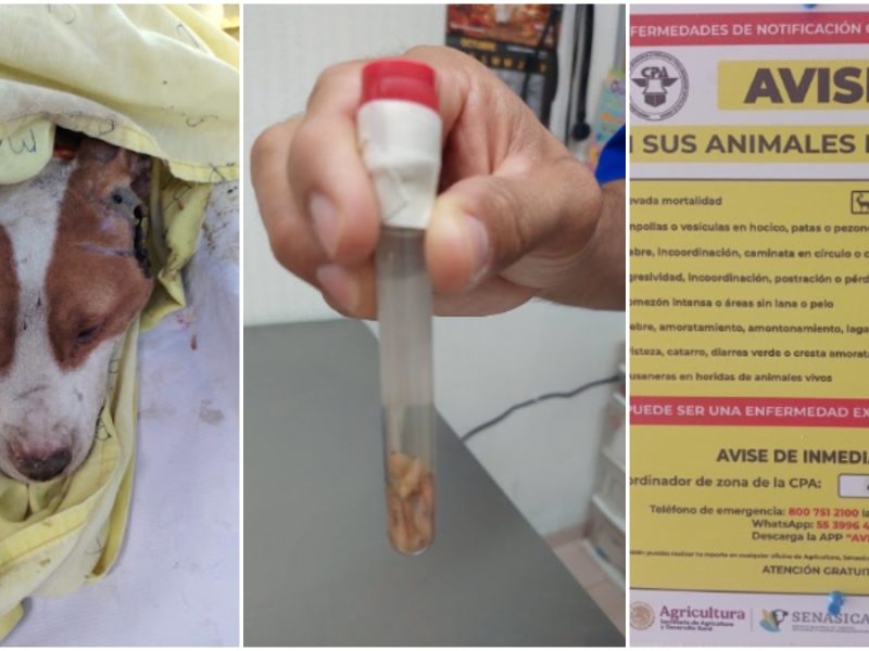 Confirman en León primer caso de gusano barrenador en un perro; estaba infestado