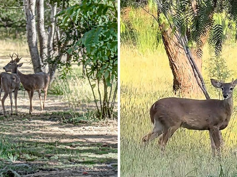 Sorprende presencia de venados en el Parque Metropolitano de León; piden cuidarlos