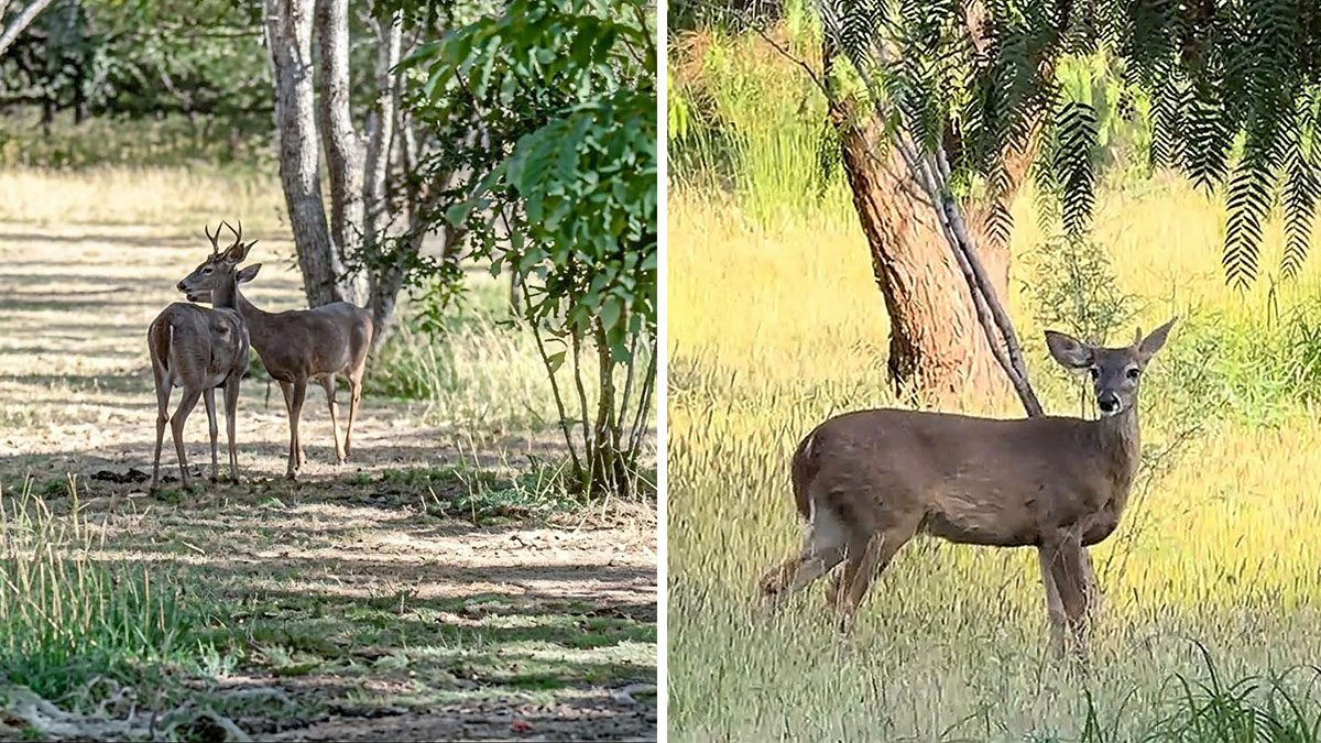 Venados Parque Metropolitano León