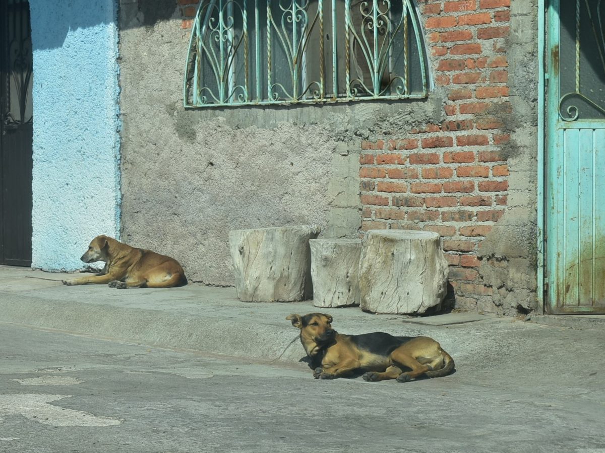 Alertan peligro por perros callejeros en colonias de Moroleón pero los refugios están llenos