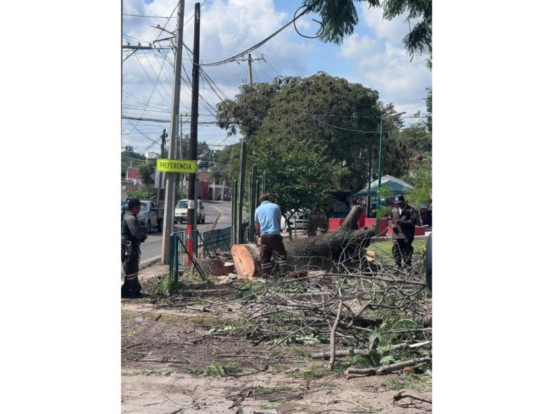 Talarán 100 árboles en riesgo de caída en Guanajuato capital